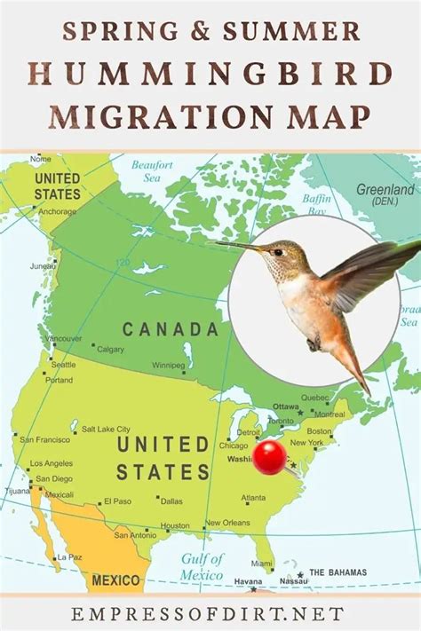 2021 Hummingbird Migration Map Find Out When To Expect Them In 2021