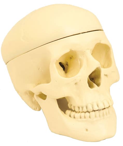 Model Human Skull 3 Parts Eisco Labs HJ 1 S