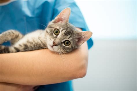 Feline Hyperesthesia Syndrome Great Pet Care