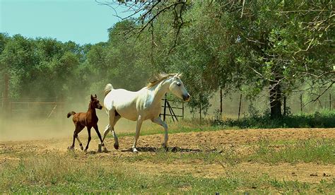 Potro Y Yegua Arabian Horses Breeders Arabians Spanish Pure