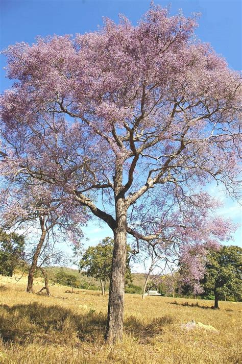 Vatairea macrocarpa Benth Ducke Árvores do Bioma Cerrado