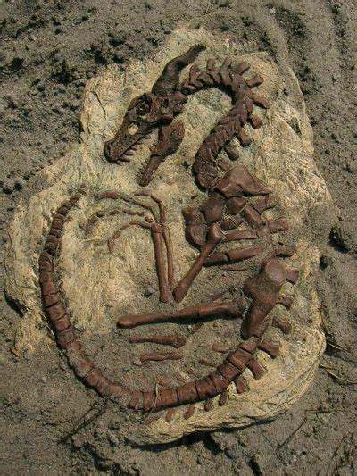 Amazing ‘dragon Fossils Unearthed In China Make Archaeologists Cant