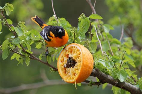 Make An Orange Feeder For Orioles Audubon