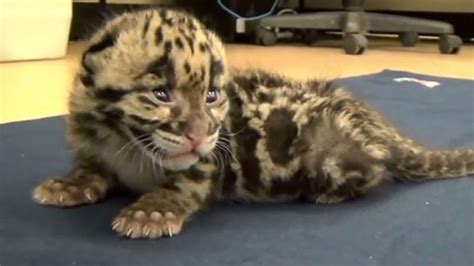 Adorable 2 Week Old Clouded Leopard Squeaks During His