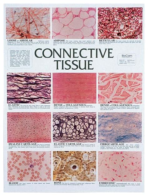 Connective Tissue Chart Full Color 12 Detailed Micrographs 4445 X 59
