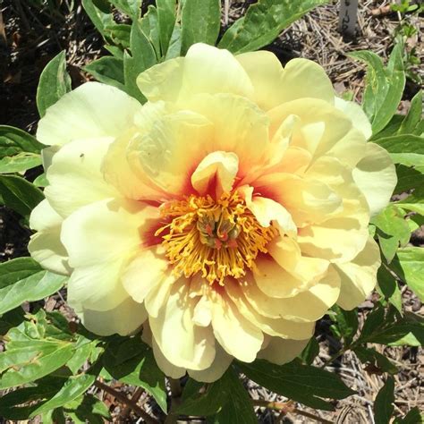 Yellow Peonies You Currently Are Growing Post Your Photos In The