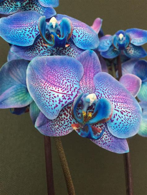 Orchid 9gag
