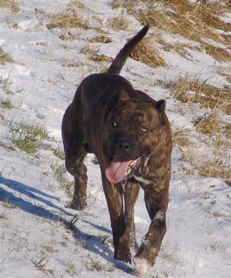 Maybe you would like to learn more about one of these? Alano Espanol Breed Information: History, Health, Pictures ...