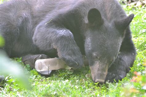 Maryland Biodiversity Project Black Bear Ursus Americanus