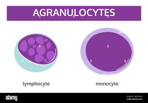 Difference Between Monocytes And Lymphocytes