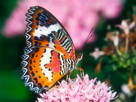 Besplatne Pozadine Za Desktop Leptir Na Cvijetu