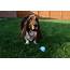 Basset Hound Information  Dog Breeds At Thepetowners