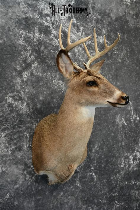 Whitetail Deer Taxidermy For Sale Sku 1029 All Taxidermy