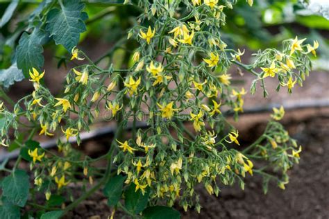 Flowering Organic Cherry Tomatoes Plants In The Greenhouse Stock Image