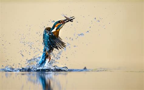 Animals Birds Nature Kingfisher Water Water Drops Fishing
