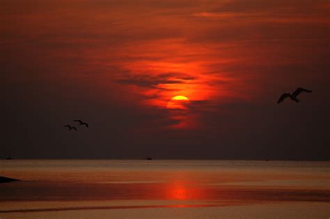 Sunset Dusk Dawn Evening Sun Birds Flying Wallpaperhd Nature