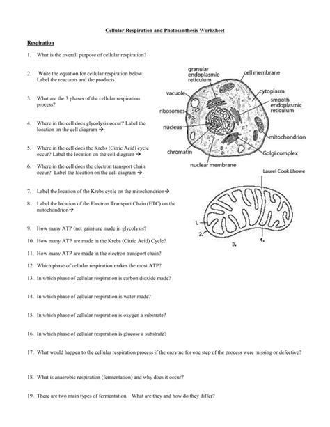 Cellular Respiration And Photosynthesis Worksheet