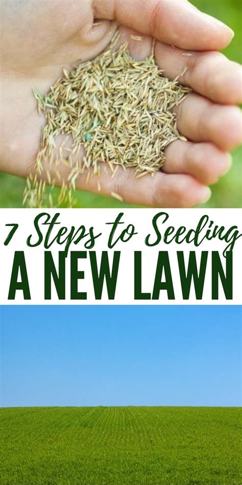 7 Steps To Seeding A New Lawn