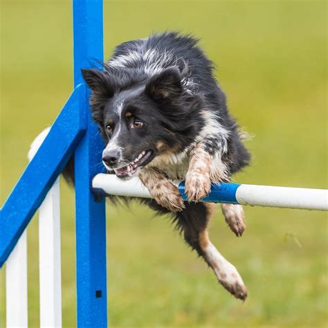 Pin By Felicity Dunkle On Border Collie Sporting Dogs Pet Care Dogs