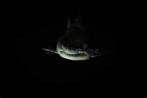 Scary Large Shark Swimming In The Deep Dark Ocean Stock Photo Image