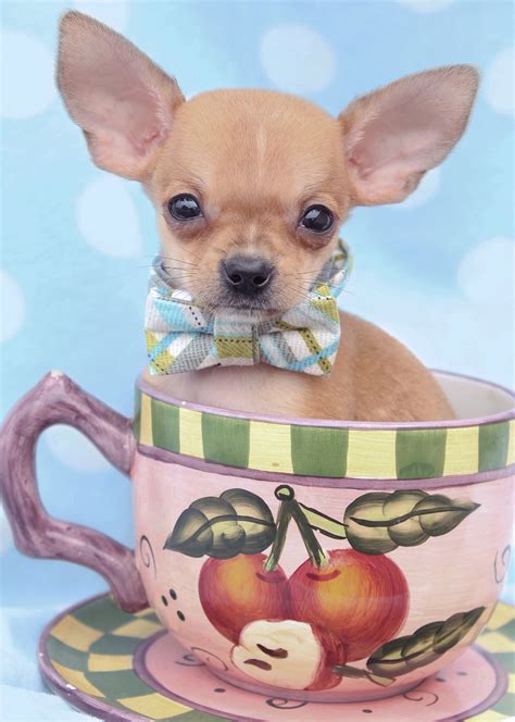 Tiny Chihuahua Puppies Teacups Puppies And Boutique
