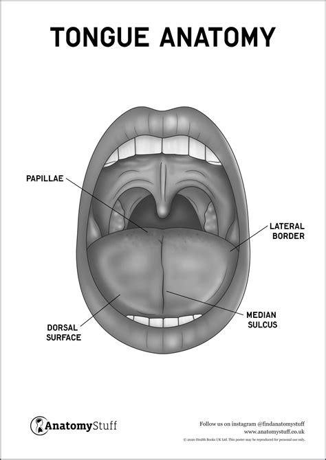 Tongue Anatomy Poster Pdf