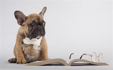 Book Dog Glasses Wallpaper 2560x1600 132621 Wallpaperup