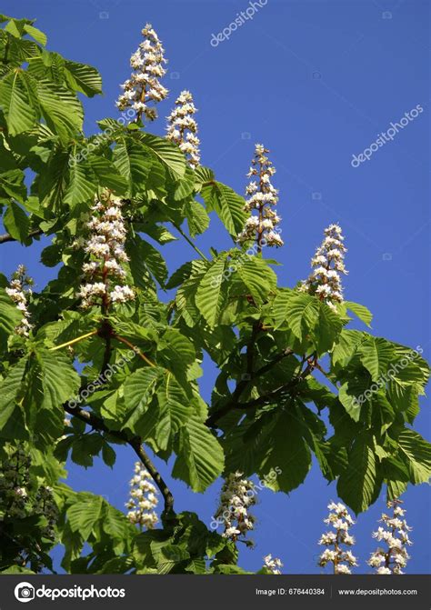 Horse Chestnut Tree Flowering Branch Twig Stock Photo By