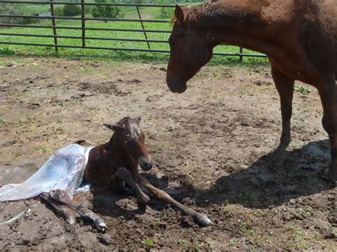 Country Life Tales Baby Horse Colt Born This Morning