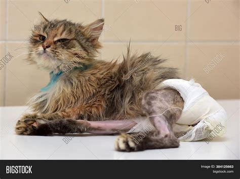 Sick Cat Who Suffered Image And Photo Free Trial Bigstock
