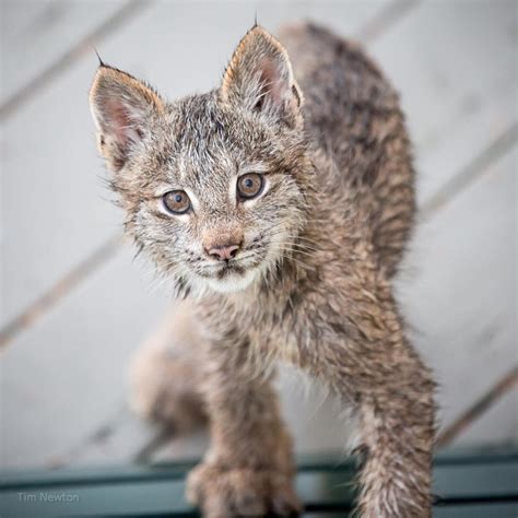 Lynx Kittens Turn Alaska Photographers Deck Into A Romper Room Cbc