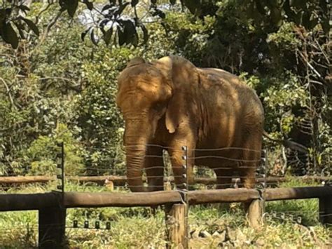It also houses one of the top five zoos in the world, the são paulo zoo. Elefante africano - Picture of Sao Paulo Zoo, Sao Paulo ...