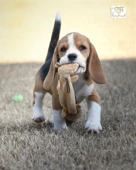 Brincar Beagle Puppy Cute Beagles Beagle Dog