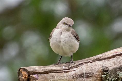 Baby Mockingbird Photograph By Greers Gallery Pixels
