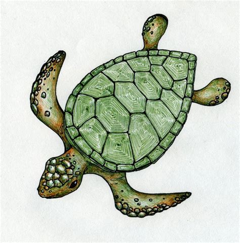 The first issue is that drawing a petal changes the turtle heading and you're trying to do math to set it back to where it started. Swimming sea turtle stock illustration. Illustration of ...