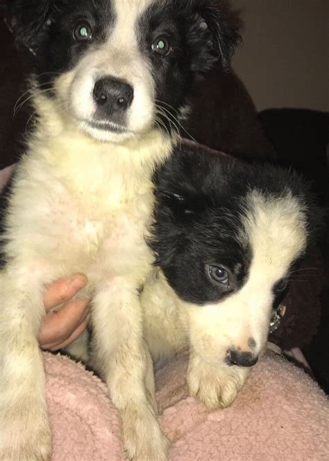 Border Collie Puppies For Sale In Conisbrough South Yorkshire Gumtree