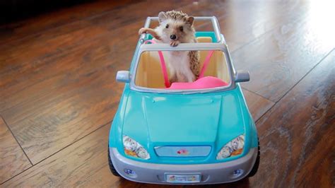 Hedgehog Drives Car Cute And Funny Hedgehog