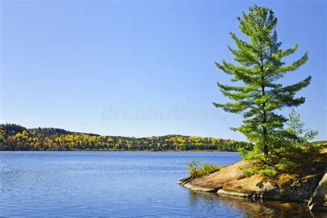 Pine Tree At Lake Shore Stock Image Image Of Scenic 21542061
