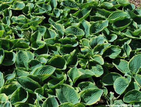 Hosta Francis Williams Is One Of The Most Popular Cultivars That