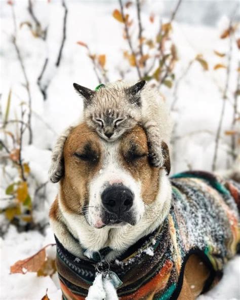 This Cat And Dog Duo Love Travelling Together And They Take The Best