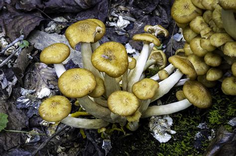 Ringless Honey Mushroom Armillaria Tabescens Ford Mine T Flickr
