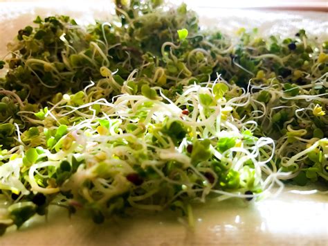 Fresh Broccoli Sprouts Ready To Eat This Week Rpics