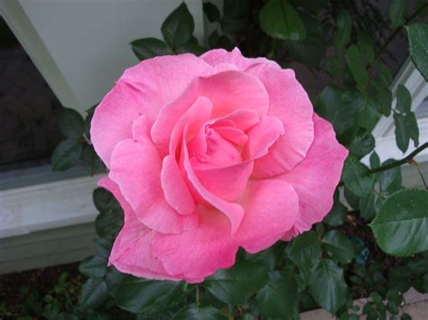 Long stem....... | Flowers, Peonies, Rose