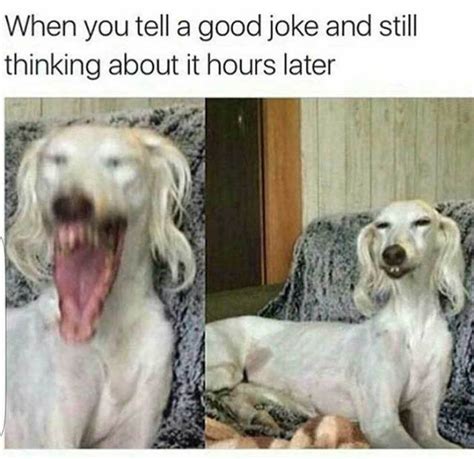 Funny Dog Memes 39 Pics Screenhumor