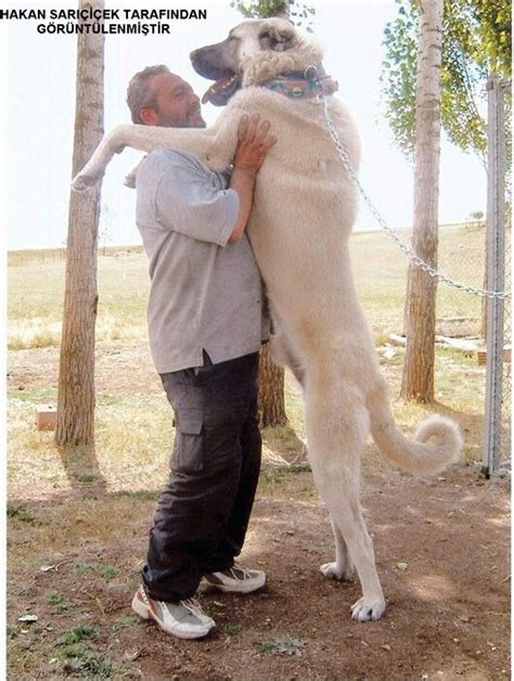Sivas Kangal Dog From Turkey Kangal Dog Big Dog Breeds Huge Dogs