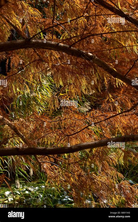 Bald Cypress Tree Detail In The Autumn Stock Photo Alamy