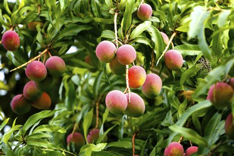 Check spelling or type a new query. Mango — A Natural Farm