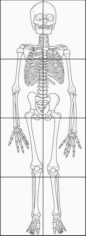 A bone is a rigid tissue that constitutes part of the vertebrate skeleton in animals. Printable Child-Size Skeleton | Anatomy art, Human body unit, Human body