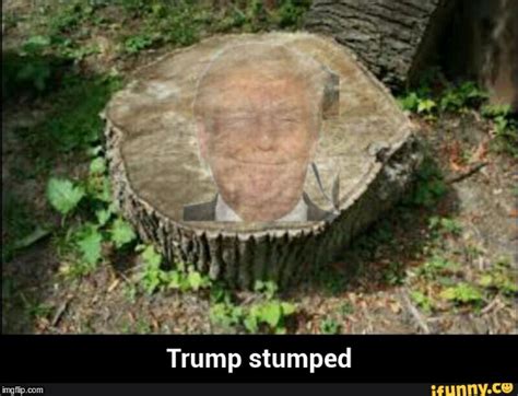 Forest Stump Imgflip