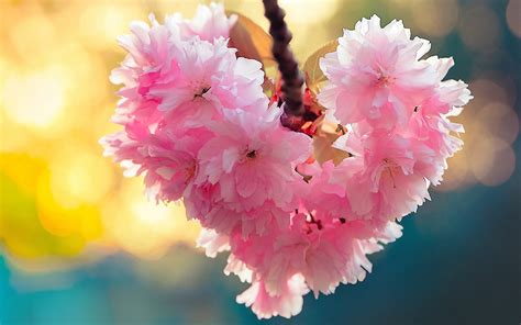 Heart Bloom Love Heart Flowers Nature Spring Wallpapers Hd